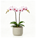 Ihgear Shop Hoya Pubicalyx Green Live Plant