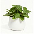Ihgear Shop  Spotted Peperomia in Minimalist White Pot – Easy-Care Indoor Houseplant
