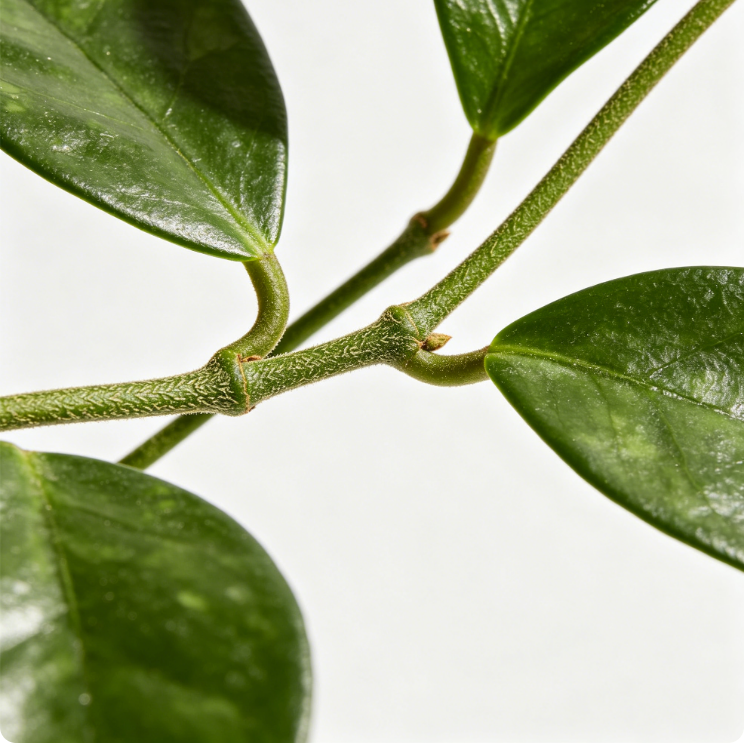 Ihgear Shop  Spotted Peperomia in Minimalist White Pot – Easy-Care Indoor Houseplant